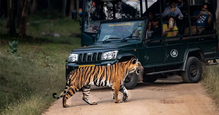 Wildlife