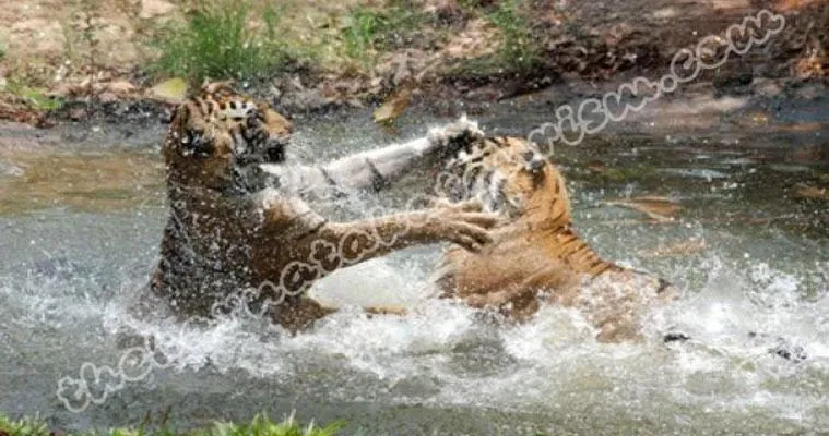 Wildlife